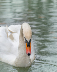 Graceful white swan on the lake close-up shot