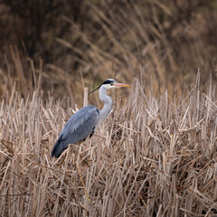 Blue heron ardea cinerea  bird perched on reed  grey heron in natural habitat