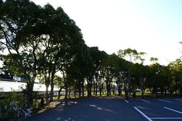 駐車場の防風林