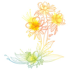Corner bouquet with outline Eranthis or winter aconite flower and leaves in pastel yellow isolated on white background. 