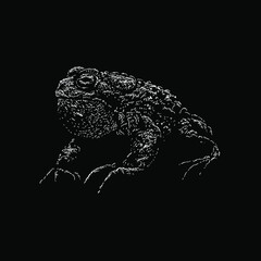 natterjack illustration isolated on black background