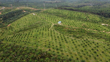 Perak, Malaysia - Beautiful durian farm planted with Musang King and Black Thorn young trees. 