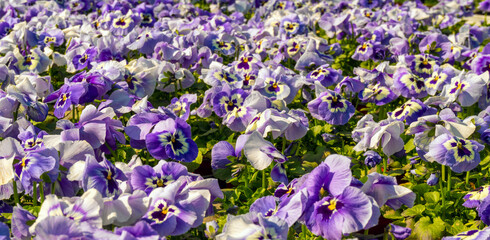 Fototapeta premium Horned pansy flowers