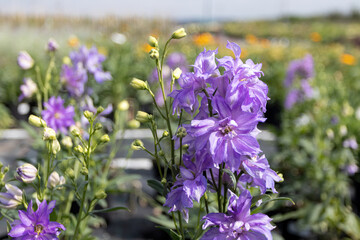 Blooming hybrid cultivar (Delphinium × hybridus Delgenius 'Breezin') in the summer nursery