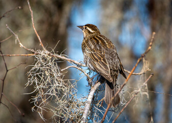 Red-winged Blackbird along the Spillway Trail at Brazos Bend State Park!