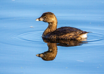 Pied-billed Grebe in mirrored water!