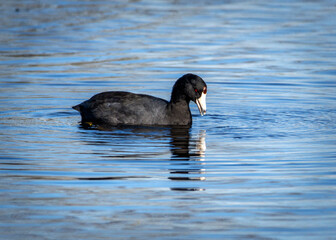 America Coot enjoying a swim!