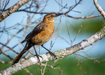 Boat-tailed Grackle enjoying a fine spring morning!