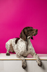 Beautiful hunting dog weimaraner on pink background