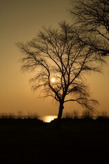 Fototapeta na wymiar A tree at dawn