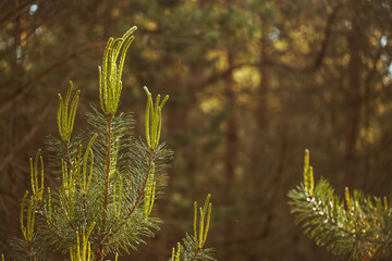 fresh green new branches of pine tree growing long up