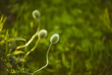 hairy poppy flower buds in garden