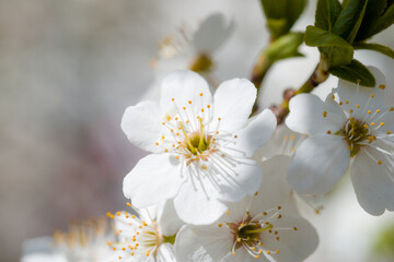 white flower, cherry blossoms beautiful blooming spring a harbinger of greenery and joy