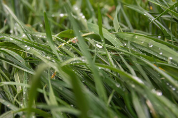 leaves with raindrops on a meadow