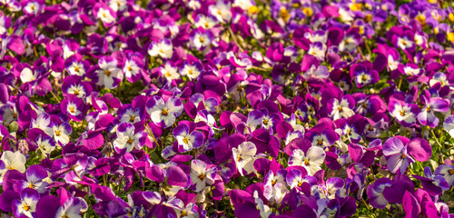 Horned pansy flowers