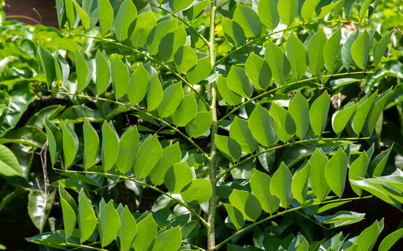 Gamal (Gliricidia sepium) green leaves. Natural background
