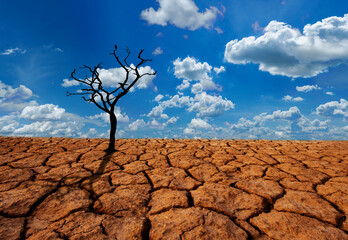 land with arid soil dying trees and cracked soil desert global warming background