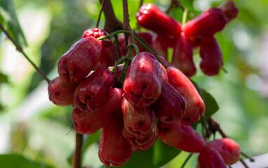 Water apples fruit on its tree, known as rose apples or watery rose apples