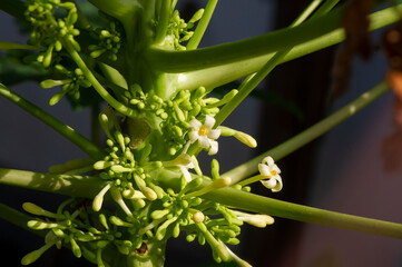Papaya (Carica papaya) flowers and buds