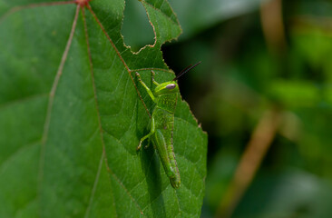 A green leaf-eating grasshopper on a Hibiscus tiliaceus leaf
