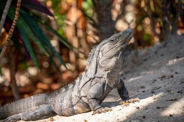 Iguana at a resort in Mexico's Riviera Maya.