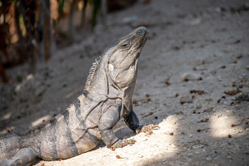 Iguana at a resort in Mexico's Riviera Maya.