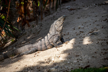 Iguana at a resort in Mexico's Riviera Maya.