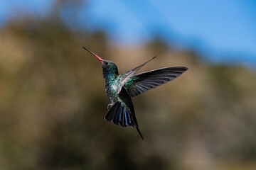 Broad-Billed Hummingbird (Cynanthus latirostris) in Flight