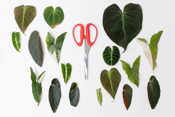 Leaf cutting from various plant and a red scissors arrange neatly with isolated white background. Leaves cutting.