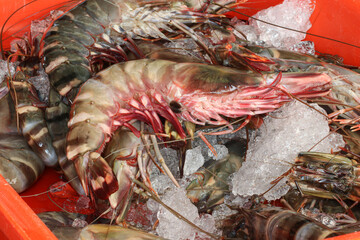 Black raw tiger shrimps, Red cooked prawn or tiger shrimp on market.