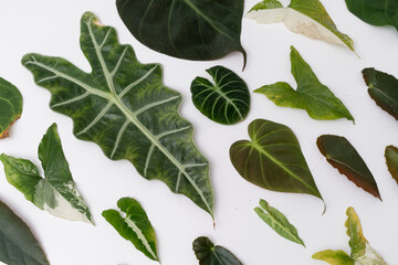Leaf cutting from various plant arrange neatly with isolated white background. Leaves cutting.