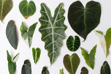 Leaf cutting from various plant arrange neatly with isolated white background. Leaves cutting.
