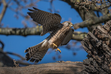 Kestrel flying off from nest