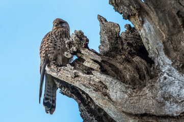 Kestrel nesting in hollow of tree