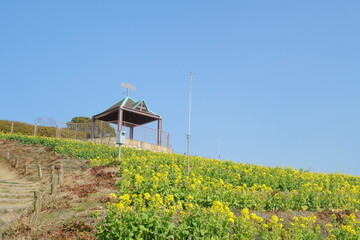 神戸総合運動公園・菜の花
