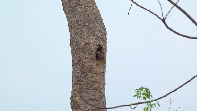An Oriental Pied Hornbill (Anthracoceros albirostris) looks out from it's nest in a hole in a tree trunk. Filmed in Kaeng Krachan National Park, Thailand.