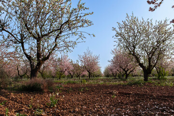 Almond trees in bloom