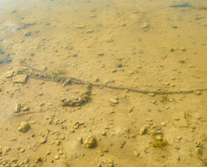 Fototapeta na wymiar Frog eggs laying on an pond in Los Monegros, an arid region in Aragon, Spain.