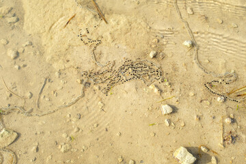 Frog eggs laying on an pond in Los Monegros, an arid region in Aragon, Spain.