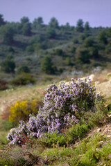 Wild Rosemary at the Sierra de Alcubierre, Spain. Rosemary in bloom in springtime. Salvia...