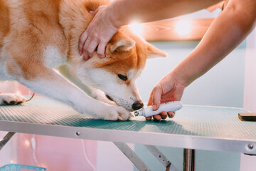 Nail clipping for dogs. Humane approach to grooming. 