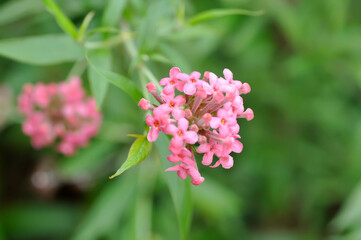 Fototapeta premium Panama Rose ,Arachnothryx leucophylla or flower