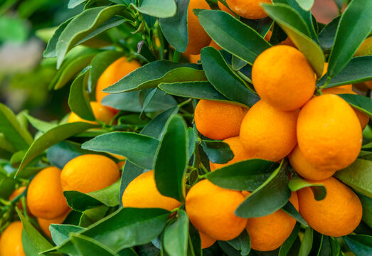 Kumquat fruits