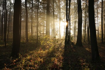 Sunrise between oaks in a misty autumn forest