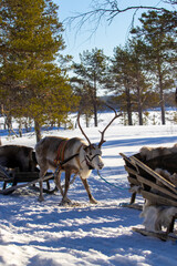 Holiday Finland Lapland sled snow reindeer antlers