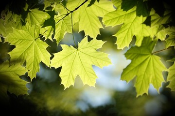 Spring maple leaves on a twig in the forest