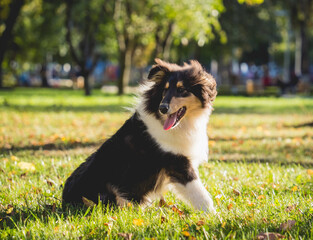 Portrait of cute rough collie dog at the park.