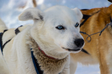 Husky siberian dog  sled race winter holiday Finland lapland 