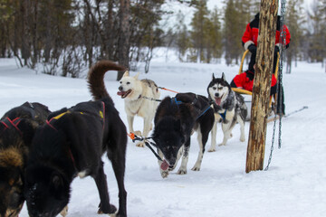 Husky siberian dog  sled race winter holiday Finland lapland 
