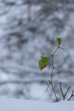Eine kleine Pflanze im Schnee: Willensstark